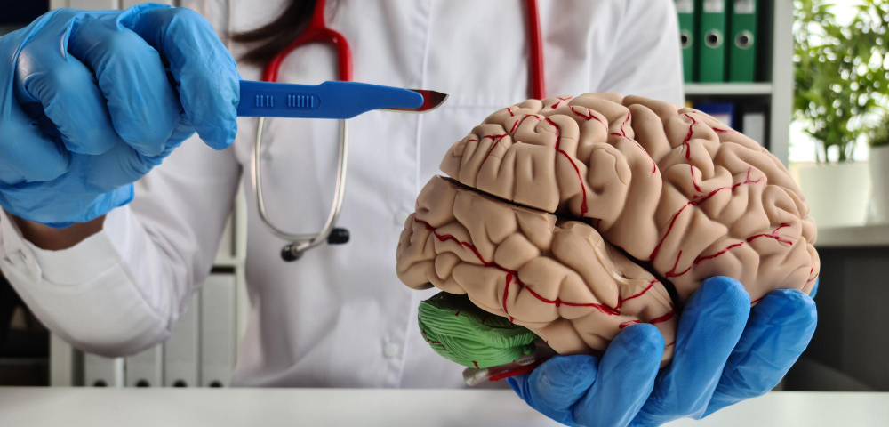 surgeon-hands-are-holding-scalpel-model-human-brain.jpg