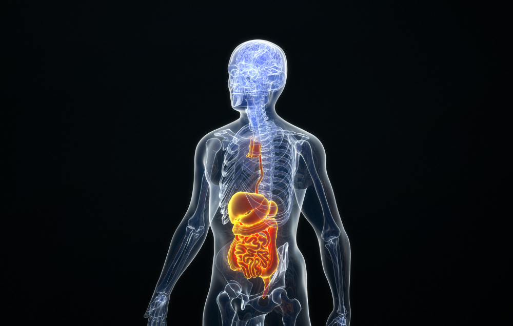 cinema-4d-rendering-structure-human-digestive-system.jpg
